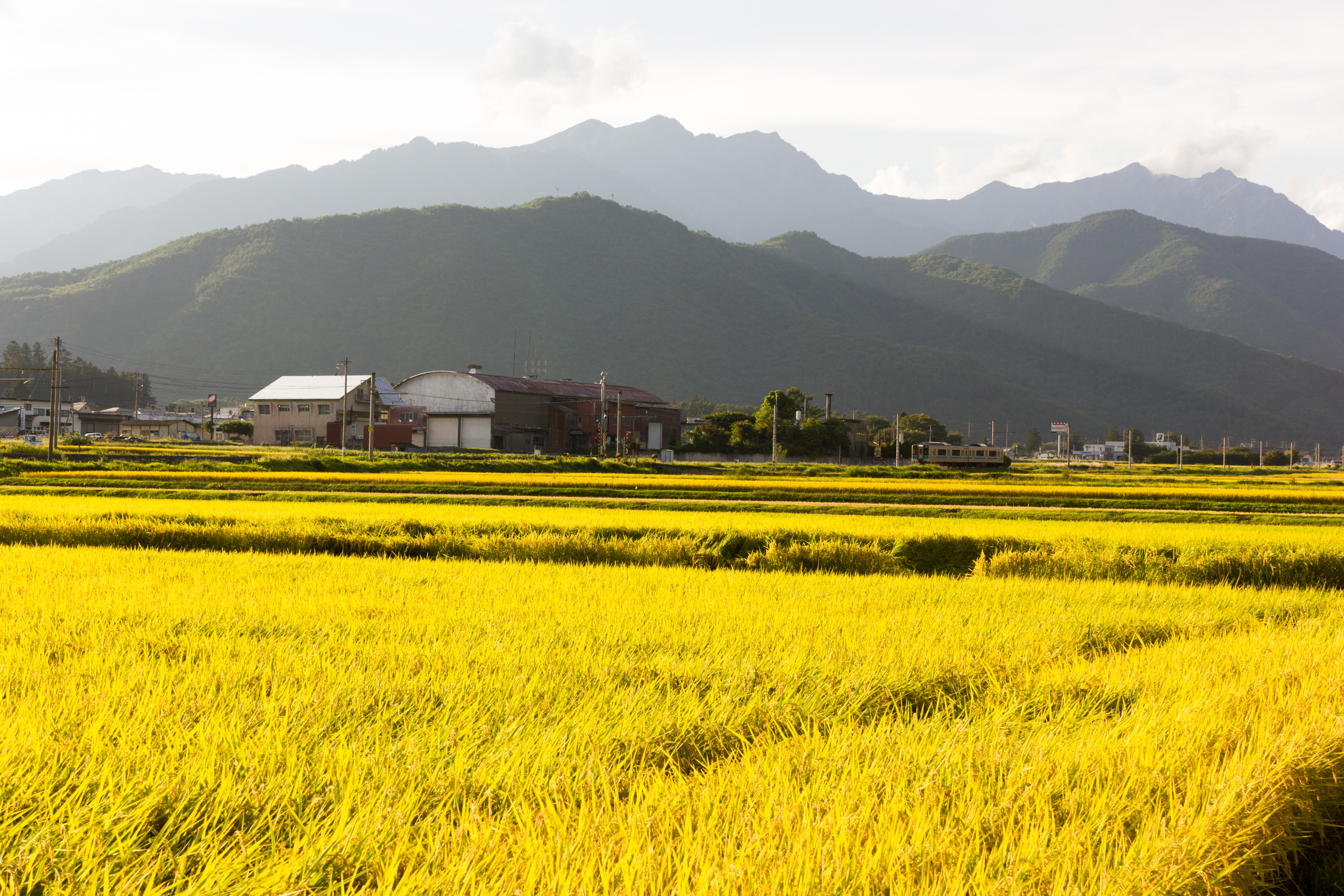 ふるさと寄付金